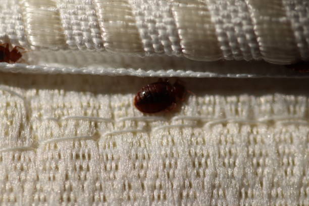 A reddish-brown bed bug is visible in the seam of a white mattress, showing a close-up view of an infestation.